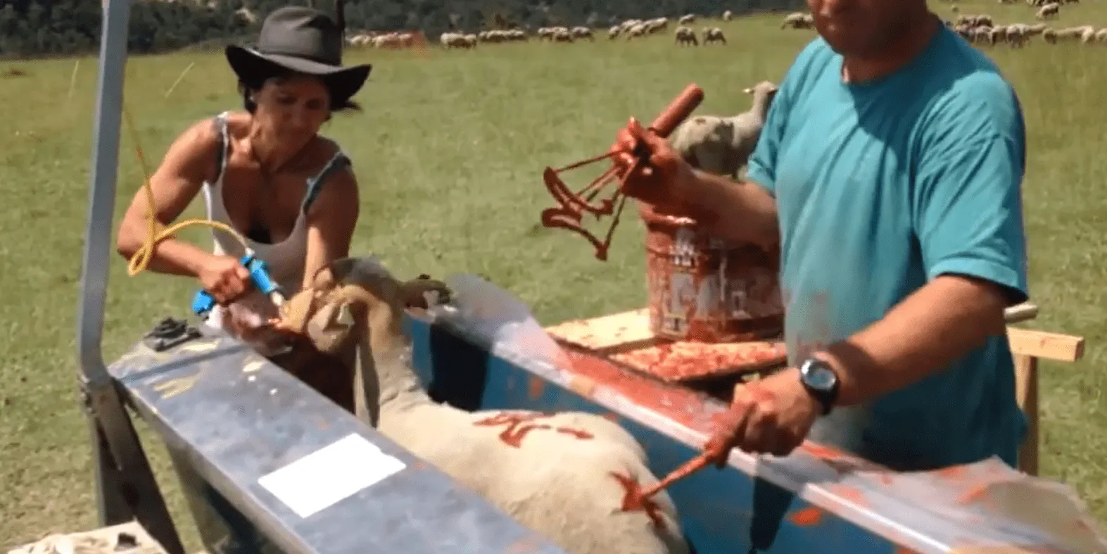 Конвейер для ветеринарной обработки овец