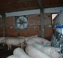 Оборудование для свиноводческих комплексов
