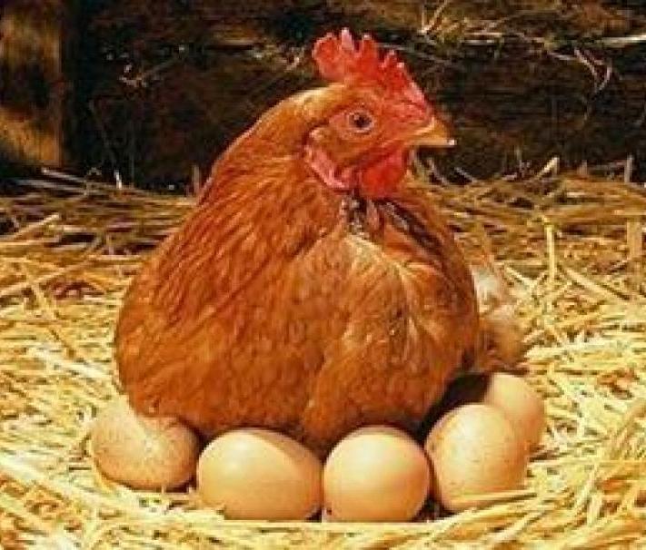 Россия - лидер производства яиц в СНГ
