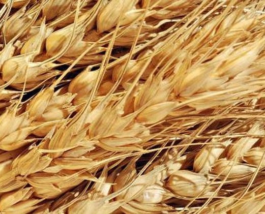 Сибирские селекционеры создали новый перспективный сорт пшеницы