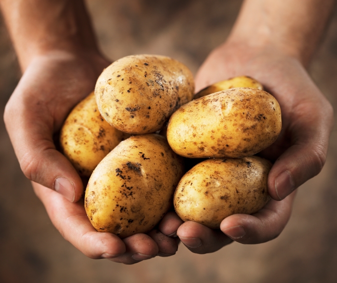 Российские ученые разработали технологию производства семенного картофеля стоимостью в 4 раза дешевле зарубежных аналогов