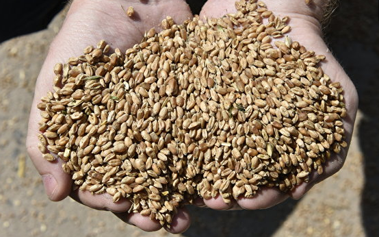 Урожай зерна бьет рекорды