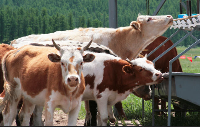 Danone перевезет из ЕС в Сибирь пять тысяч коров