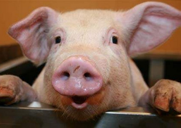 Китайский производитель свинины № 1 идет в Россию