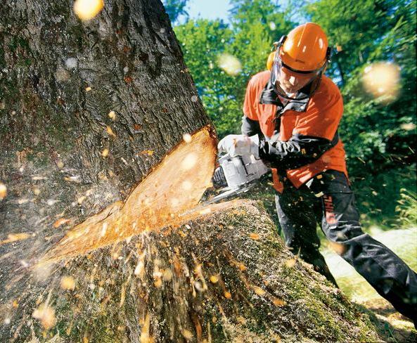 Правительство введет систему учета древесины