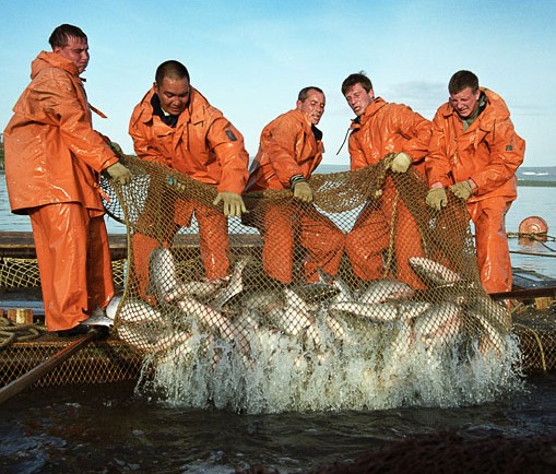 Хабаровский край побил столетний рекорд по вылову лосося