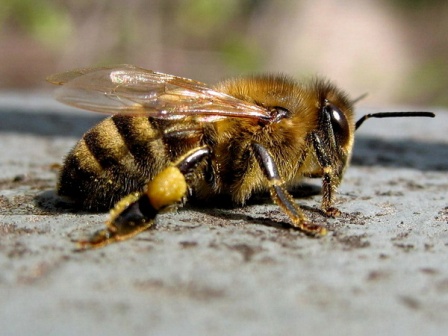 Пчеловодство на пасеках - производство меда как бизнес