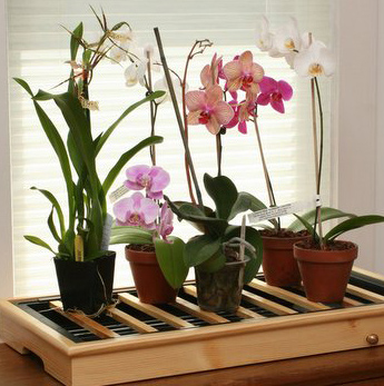Знаменитые экзотические цветочки орхидеи замерзли появляться в Европе едва...