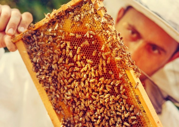 Производство меда: бизнес план и идея по медовому бизнесу (2019)