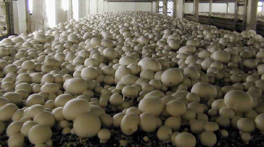 Выращивание грибов в домашних условиях: выгодный бизнес для самых ленивых