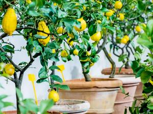 Выращиваем лимонные деревья