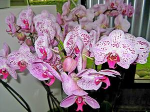 Орхидея – королева цветочного бизнеса