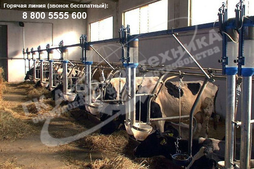 Автоматическая линия кормления  коров