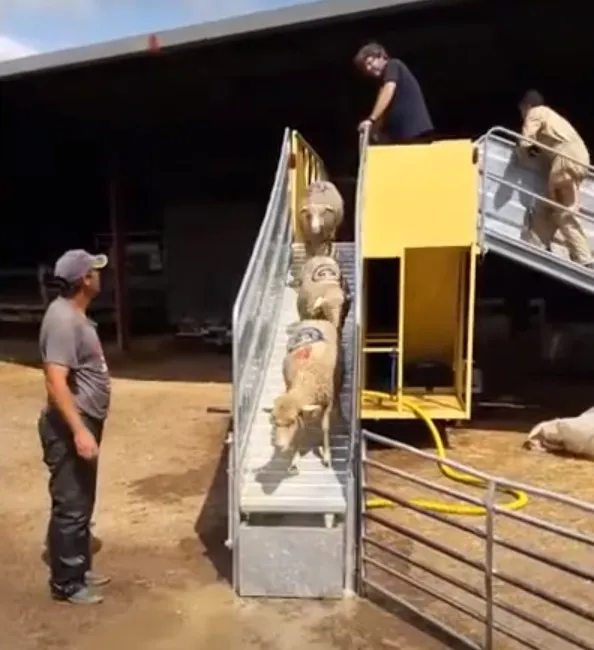 Ванна трейлер для ветеринарной обработки овец