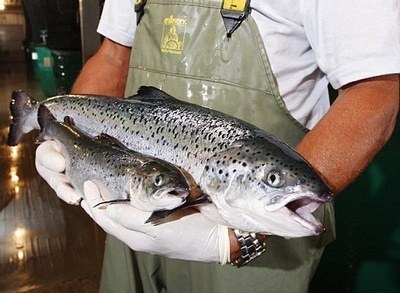 Новое рыбоперерабатывающее предприятие открылось в Приморье