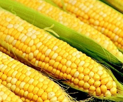 В Воронежской области построят завод по переработке зерна кукурузы