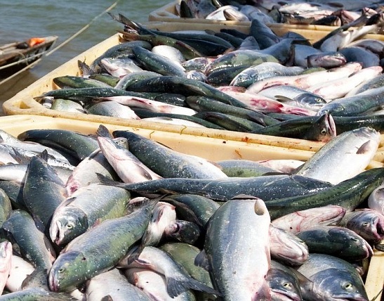 Рыбная отрасль по итогам 2015 года обеспечила 62% объема промпроизводства на Камчатке