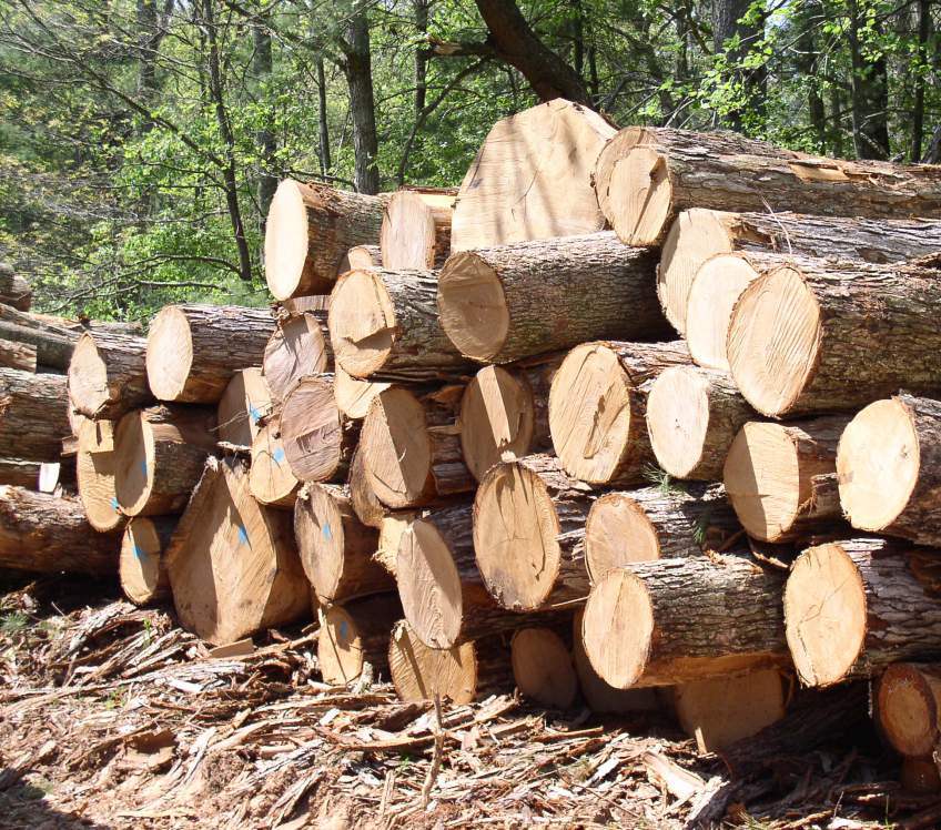 Федеральный центр признал приоритетным проект по деревообработке в Петрозаводске