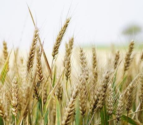 Экспорт российской пшеницы вырос до 8,6 млн тонн