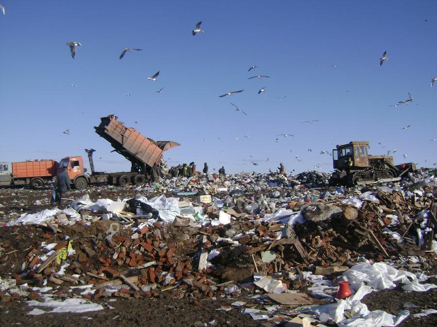 Приняты меры по устранению проблемы вывоза мусора в Подмосковье