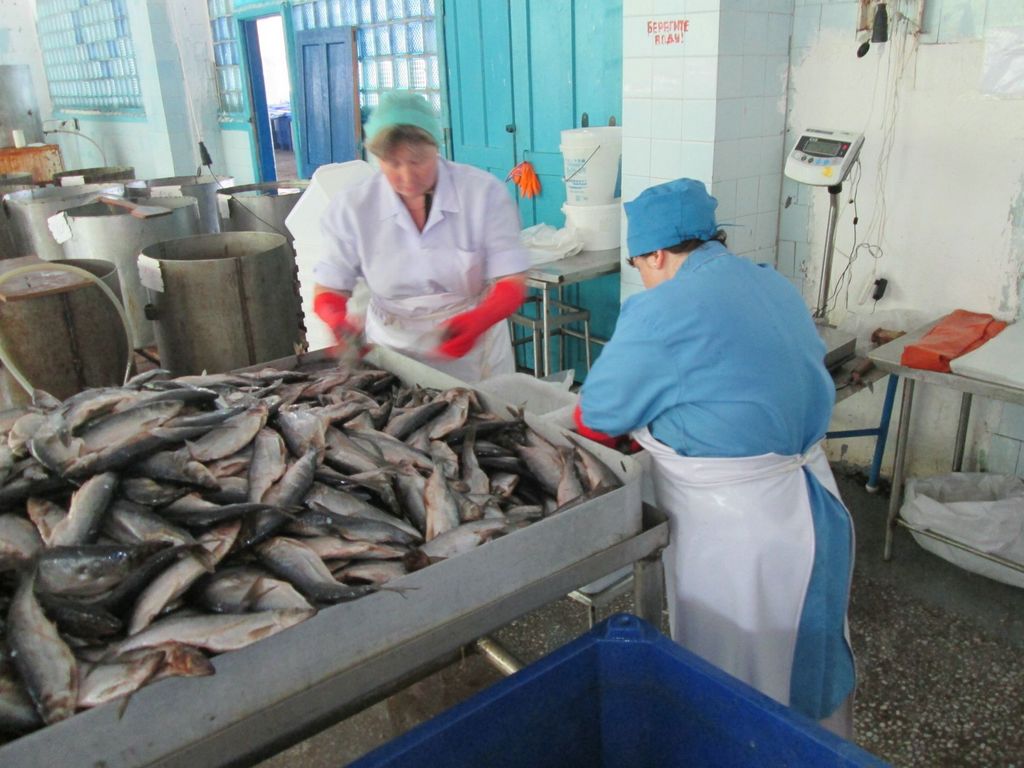 Прокуратура проверит деятельность ФСИН, которая закупила рыбы на 2 млрд рублей