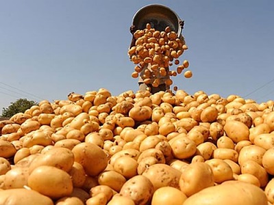 Новый логистический центр поддержит пензенских картофелеводов