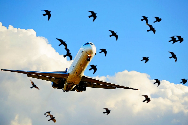 В НИИ «Вектор» разработали систему защиты самолетов от птиц
