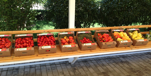 Интенсивная технология выращивания томатов | Огородные хитрости