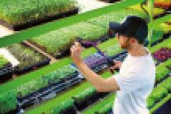 Как заработать миллион на выращивании микрозелени