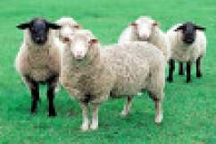 Овцеводство как пример выгодного дела для села