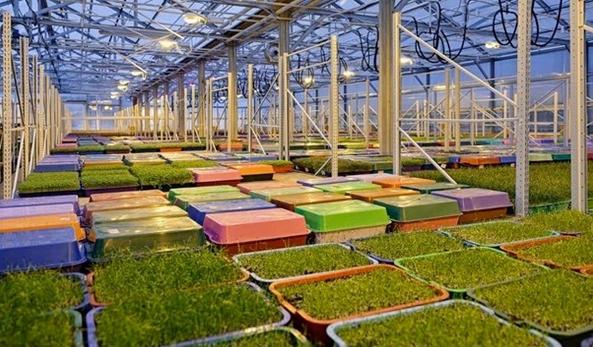 Ферма для микрозелени