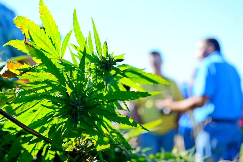 Какие документы нужны для выращивания конопли признаки марихуана