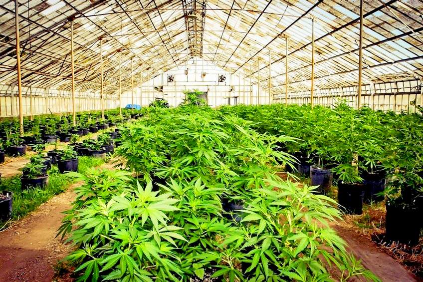 Промышленное выращивание конопли марихуана сканг